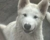 Alaskan Malamute