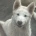 Alaskan Malamute