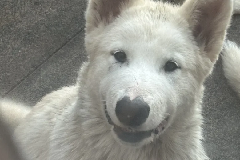 Alaskan Malamute