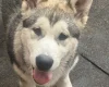 Alaskan Malamute
