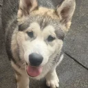 Alaskan Malamute