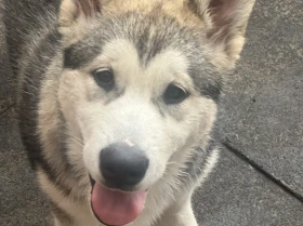 Alaskan Malamute