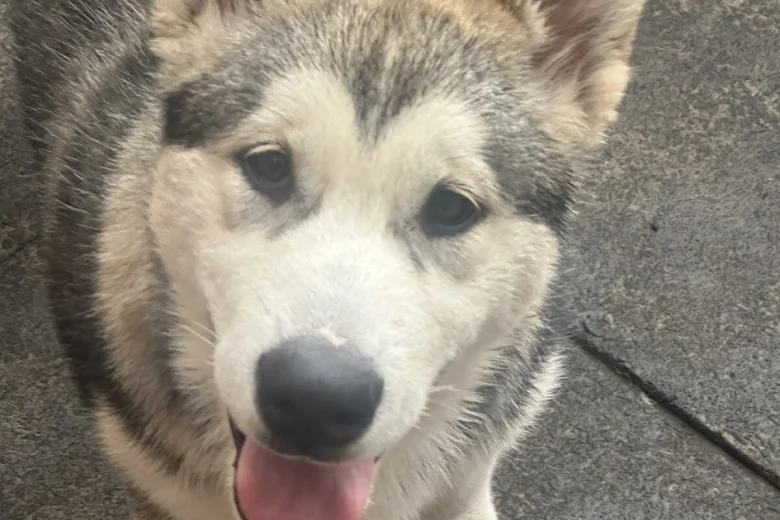 Alaskan Malamute