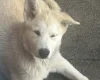 Alaskan Malamute