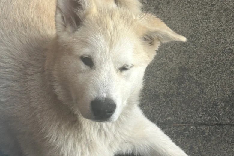 Alaskan Malamute