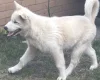 Alaskan Malamute