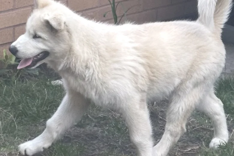 Alaskan Malamute