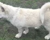 Alaskan Malamute