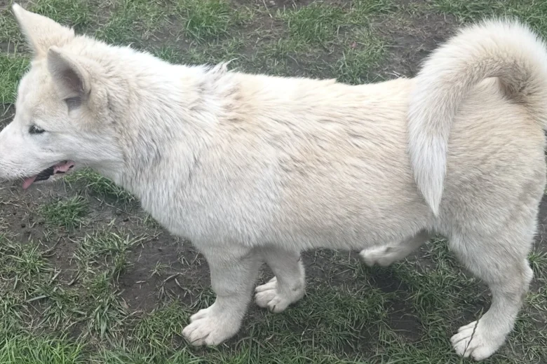 Alaskan Malamute