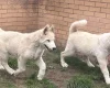 Alaskan Malamute