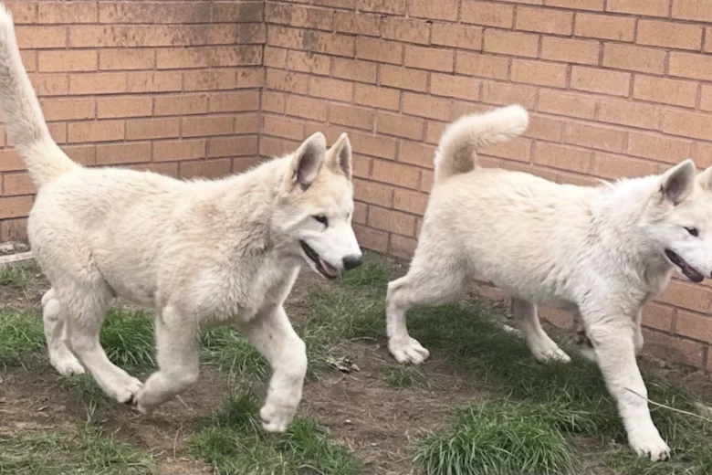 Alaskan Malamute