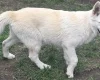 Alaskan Malamute