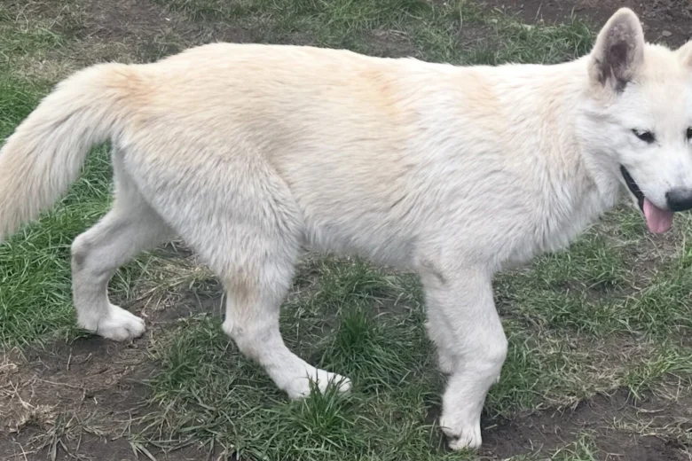 Alaskan Malamute