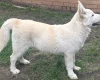Alaskan Malamute