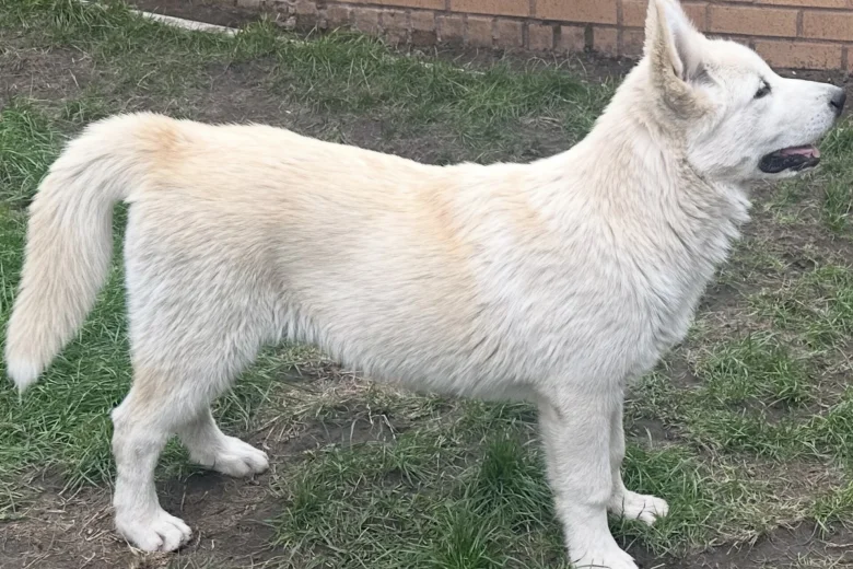Alaskan Malamute