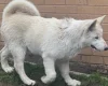 Alaskan Malamute