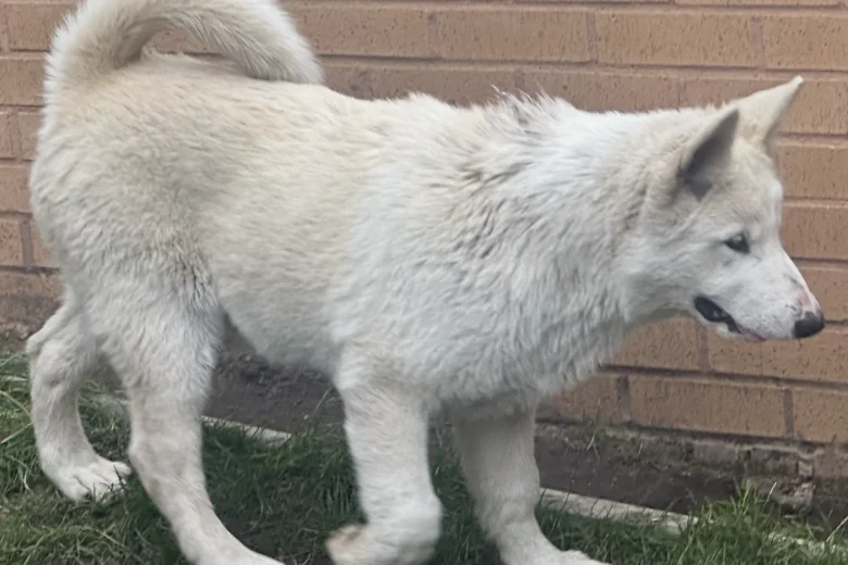 Alaskan Malamute