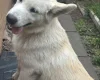 Alaskan Malamute