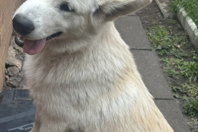Alaskan Malamute