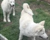 Alaskan Malamute