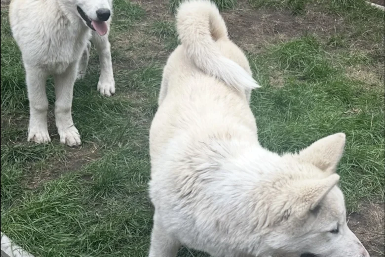 Alaskan Malamute