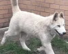 Alaskan Malamute