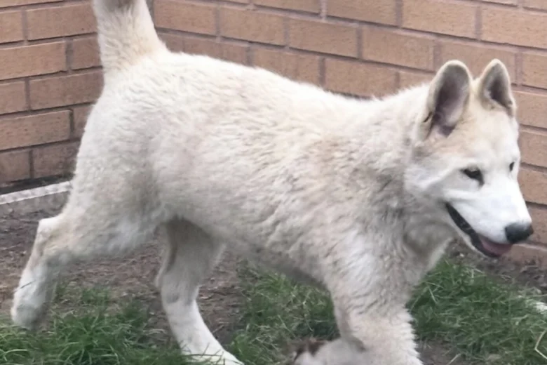 Alaskan Malamute
