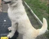 Alaskan Malamute