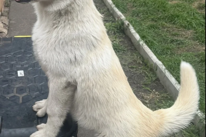 Alaskan Malamute