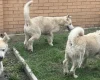 Alaskan Malamute