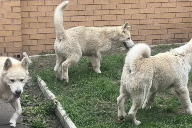 Alaskan Malamute