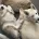 Alaskan Malamute