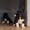 Akita
