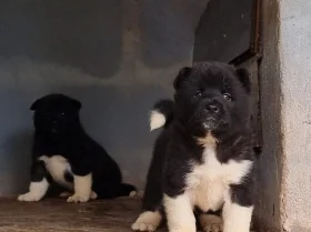 Akita