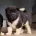 Akita