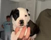 American Bulldog