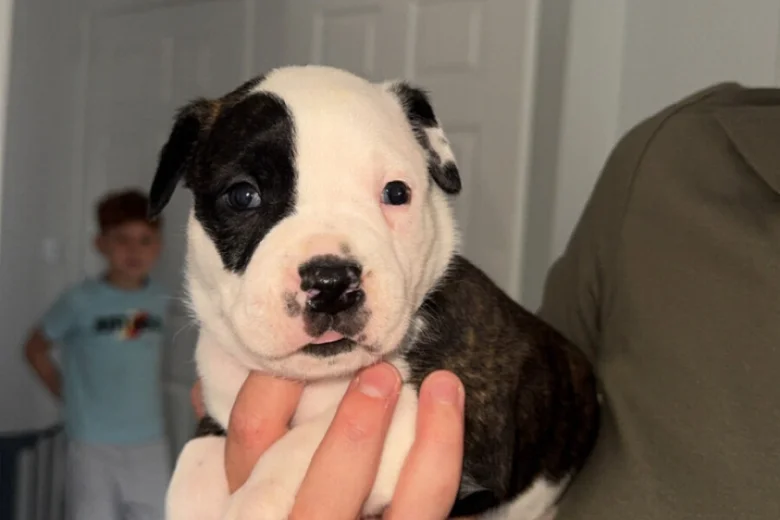 American Bulldog