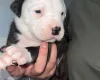 American Bulldog