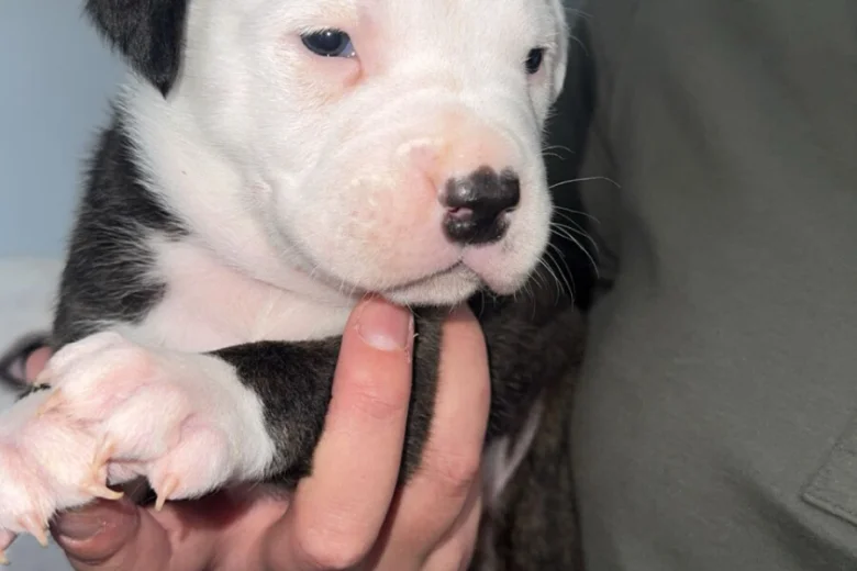 American Bulldog