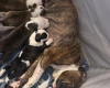 American Bulldog