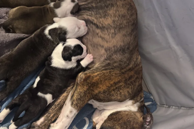 American Bulldog