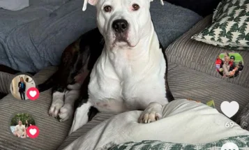 American Bulldog