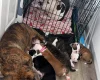 American Bulldog