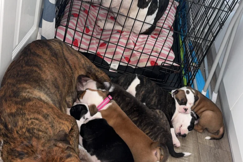 American Bulldog