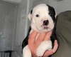 American Bulldog