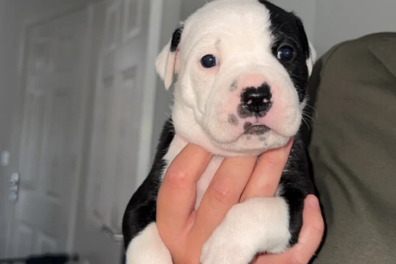 American Bulldog