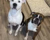 American Bulldog