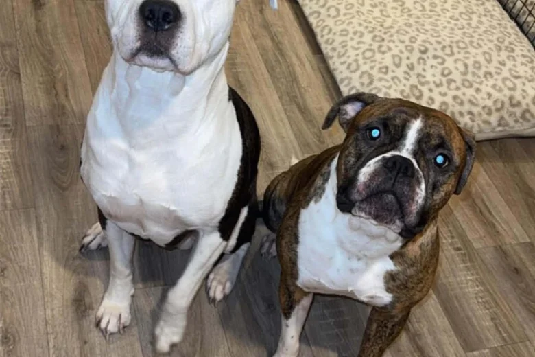 American Bulldog