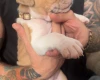 American Bulldog