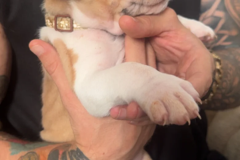 American Bulldog